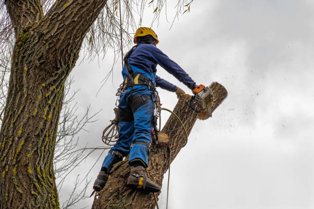 Trusted Woodland Hills, UT  Tree Services Experts