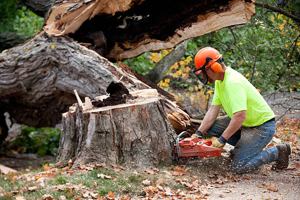 Why Choose Our Tree Removal Services in Woodland Hills, UT?