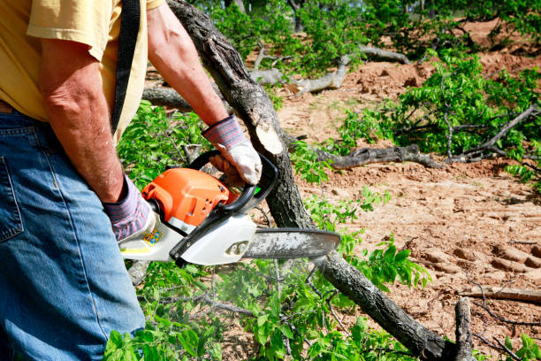 Best Arborist Consultation Services  in Woodland Hills, UT